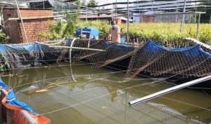 Ông Nguyễn Văn Tình (xã Giao Long, huyện Châu Thành, tỉnh Bến Tre) làm ao để trữ nước ngọt phòng khi mặn xâm nhập. Ảnh: P.HUY