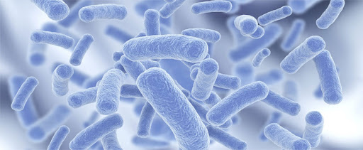 Bacillus Spp