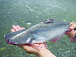 Ứng dụng vi sinh vào quy trình nuôi cá tra