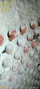 Quy trình tẩy cáu cặn lò hơi